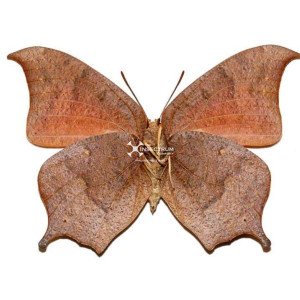 The tropical leafwing
